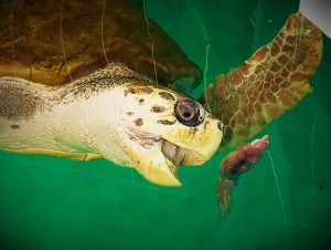 A un año y medio de su traslado: ¿Cómo está el tortugo Jorge?