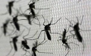 ¿Por qué hay una invasión de mosquitos en todo el país?