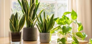 Truco casero: con estos consejos prácticos tus plantas sobrevivirán si te vas de vacaciones