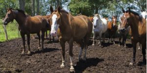 Murió un motociclista que chocó con un caballo en Mendoza