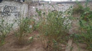 Se le salió de control el vivero de marihuana en Mendoza y sus vecinos lo denunciaron