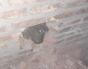 Emotivo rescate: Bomberos hicieron un boquete para sacar a un perro atrapado entre dos paredes en Mendoza