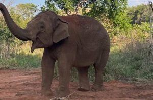 Así está Guillermina: la elefanta que sacaron del Zoo de Mendoza y la llevaron a Brasil