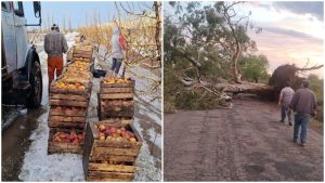 "Fueron vientos huracanados": la tormenta dejó importantes daños en el Este y Sur de Mendoza