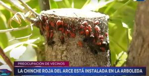 "Se multiplican extremadamente rápido": preocupación en vecinos de Mendoza por una plaga de la chinche roja del arce