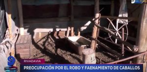 "Encontramos a nuestro caballo acá en frente faenado": dolor de una mujer a la que le robaron su animal